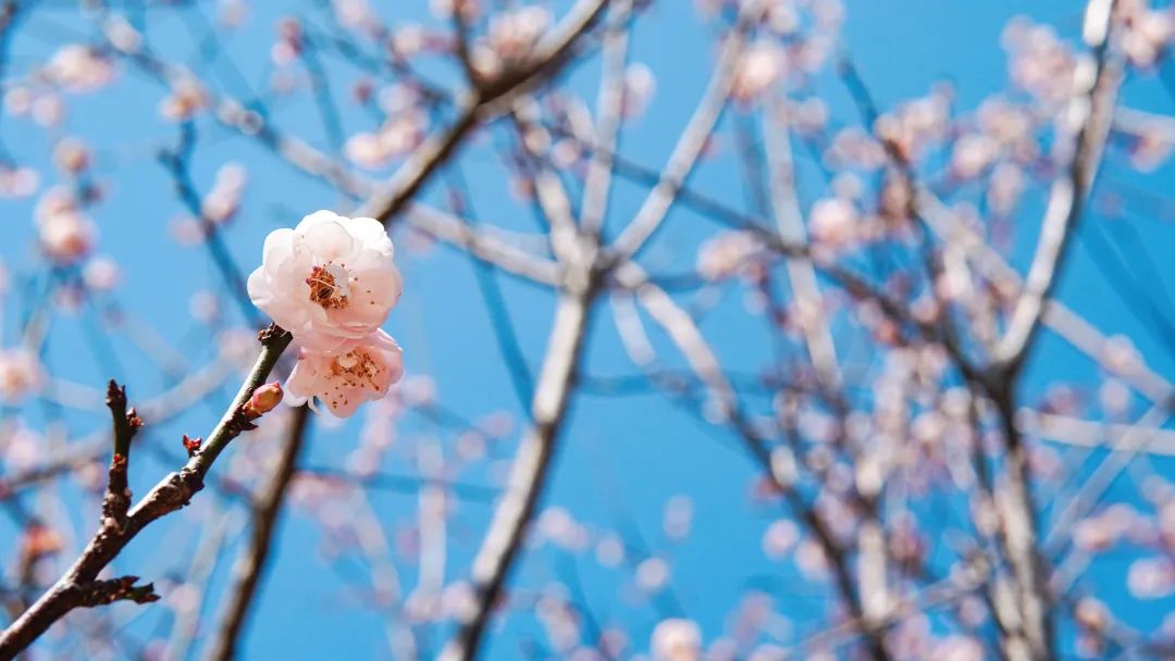 mg冰球突破·豪华版(试玩)官方网站