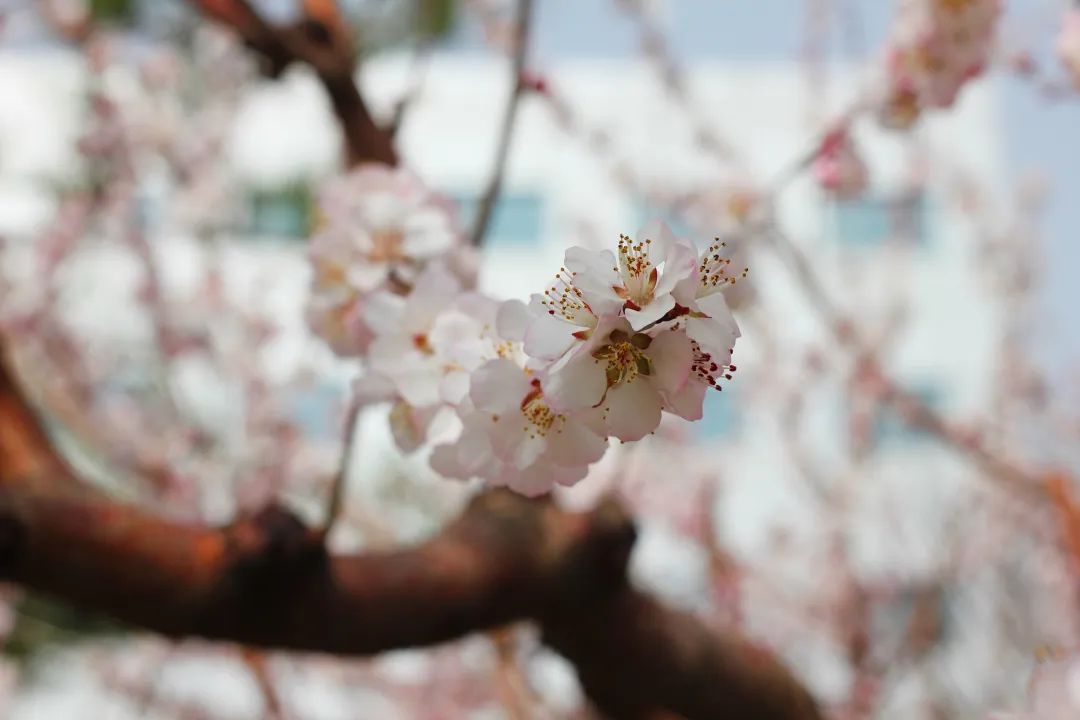 mg冰球突破·豪华版(试玩)官方网站