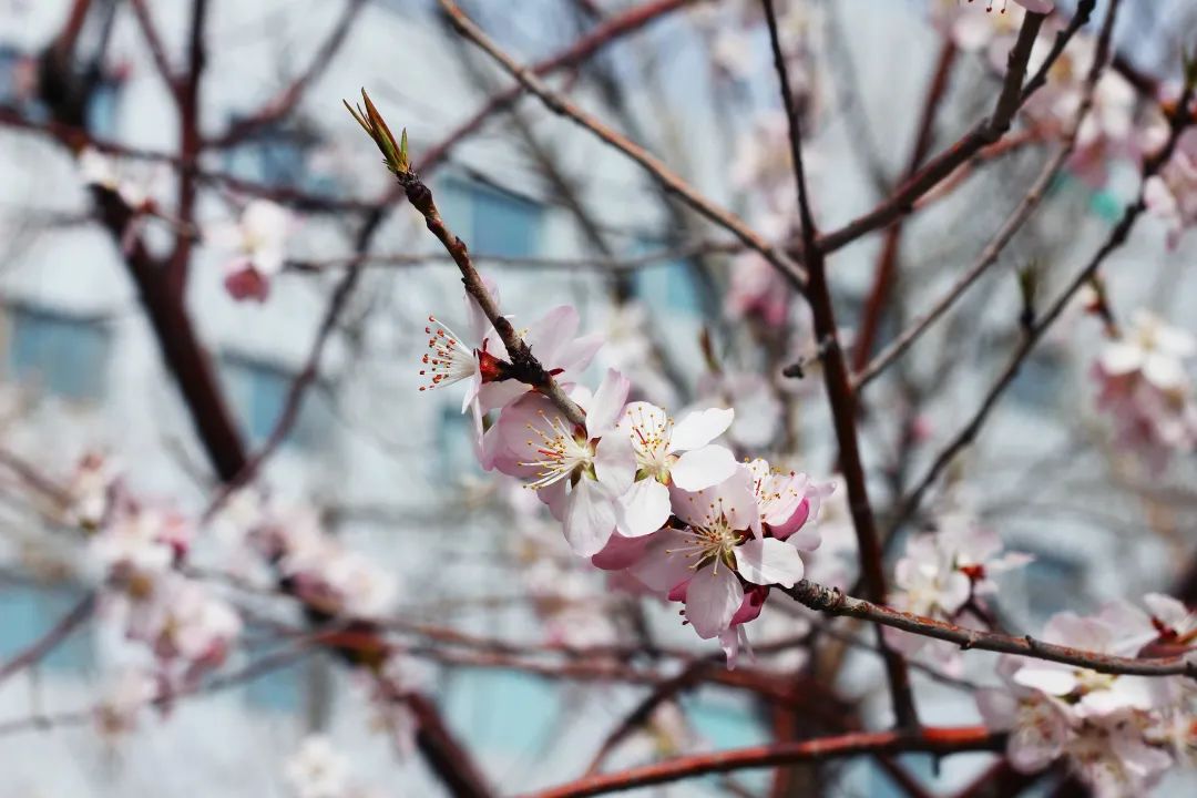 mg冰球突破·豪华版(试玩)官方网站